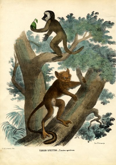 Tarsier, 1863-79 von Raimundo Petraroja